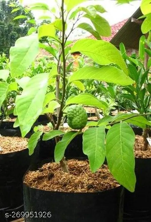 custard_apple_plant