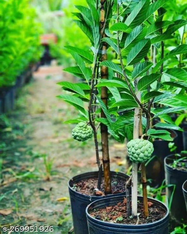 custard_apple_plant