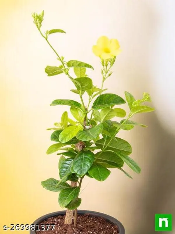 Allamanda_yellow_flower_plant