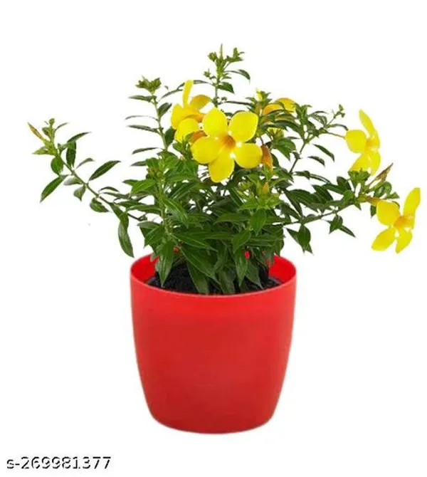 Allamanda_yellow_flower_plant