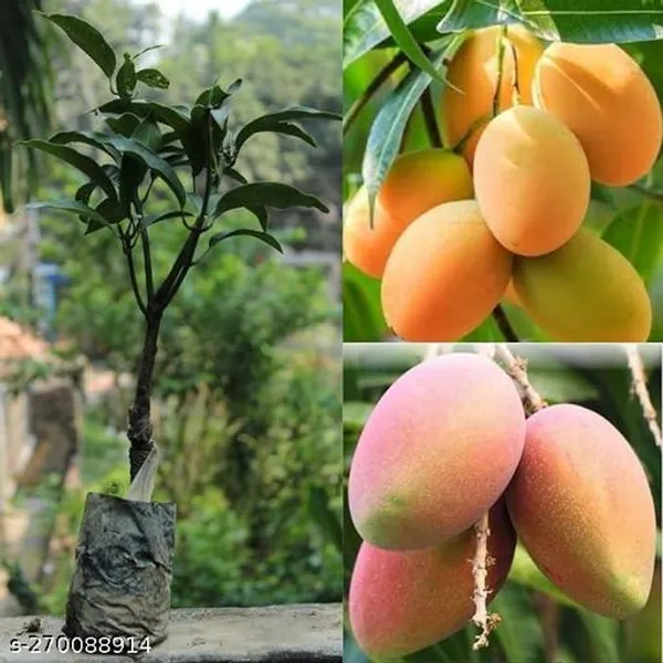 All_time_mango_grafted_(Pack_of_1_)