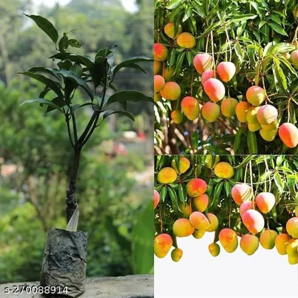 All_time_mango_grafted_(Pack_of_1_)