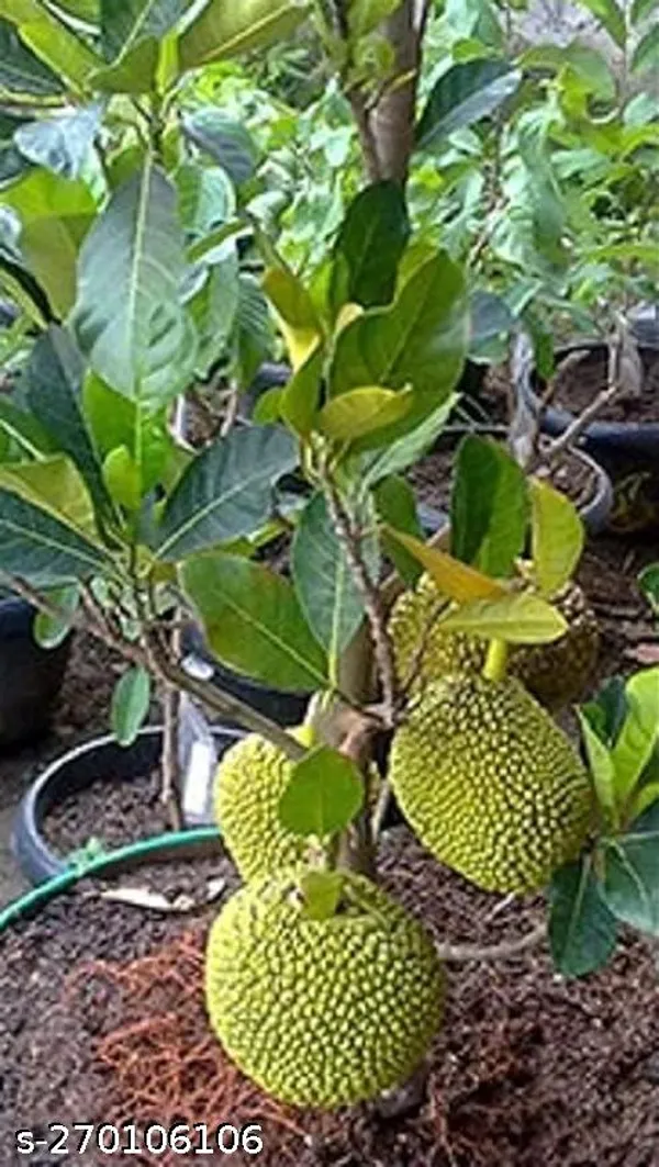 Good_Luck_Jade_Plant_Combo_With_Yellow_Pot_Ornamental_&_Shade_Trees_(Pack_of_1_)