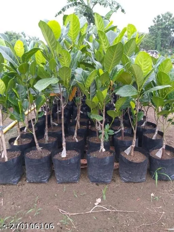 Good_Luck_Jade_Plant_Combo_With_Yellow_Pot_Ornamental_&_Shade_Trees_(Pack_of_1_)