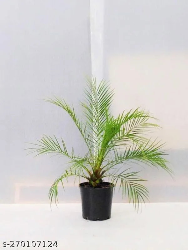 Date_plant