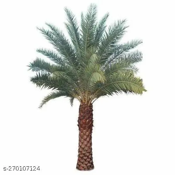 Date_plant