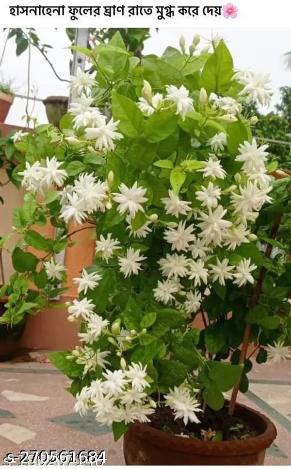 Jasmine_flower_plant_(Pack_of_1_)