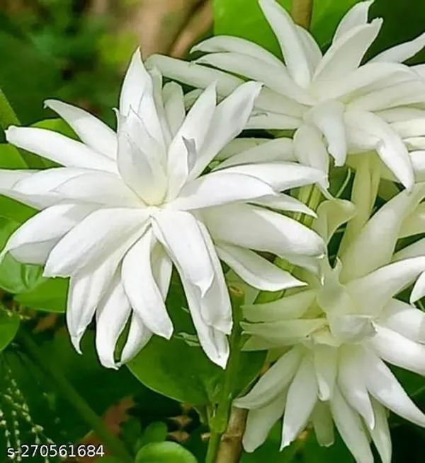 Jasmine_flower_plant_(Pack_of_1_)