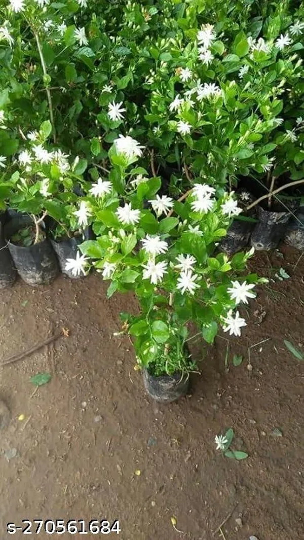 Jasmine_flower_plant_(Pack_of_1_)