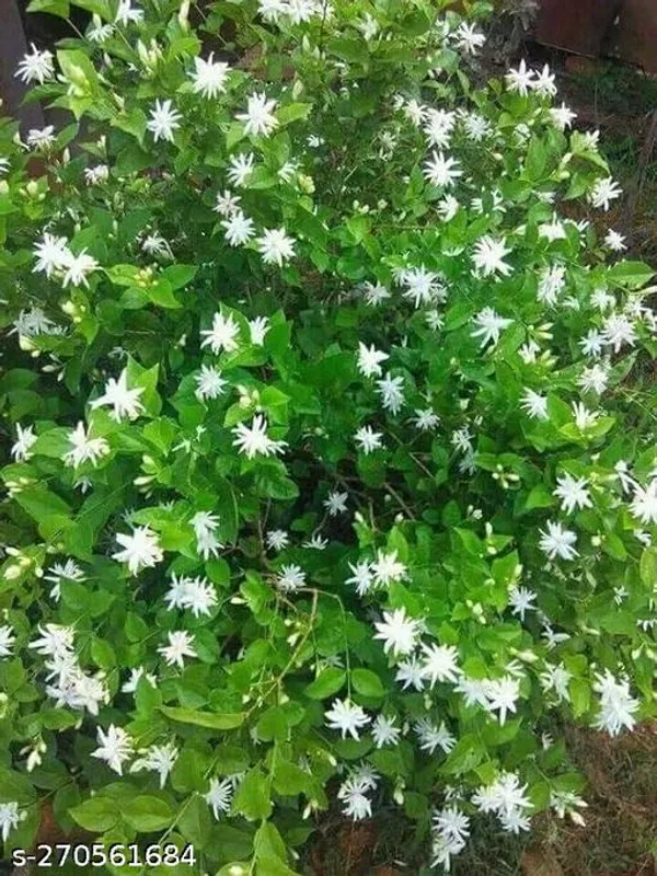 Jasmine_flower_plant_(Pack_of_1_)