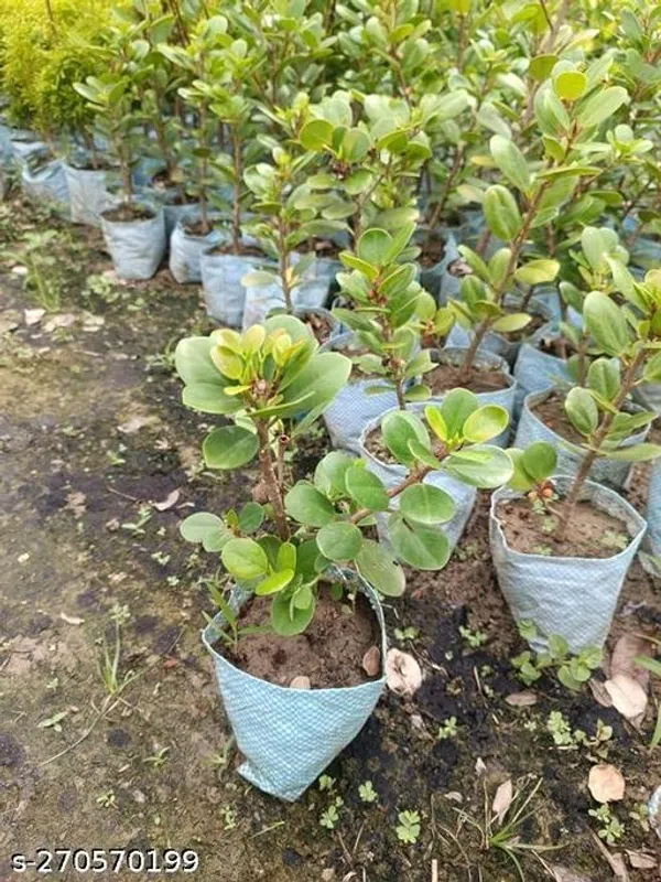 Chinese_Bonsai_Banyan_tree_mini_Bot_(Pack_of_1_)