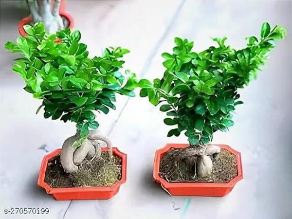 Chinese_Bonsai_Banyan_tree_mini_Bot_(Pack_of_1_)