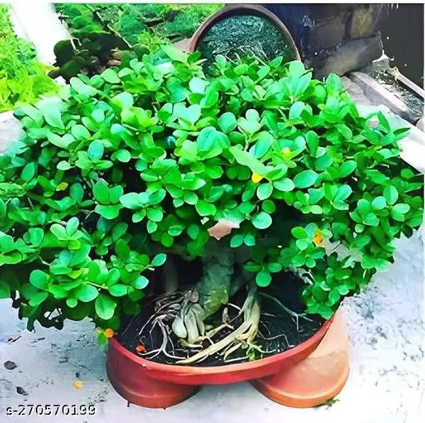 Chinese_Bonsai_Banyan_tree_mini_Bot_(Pack_of_1_)