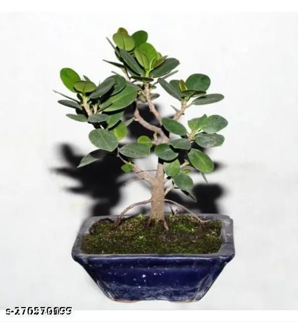 Chinese_Bonsai_Banyan_tree_mini_Bot_(Pack_of_1_)