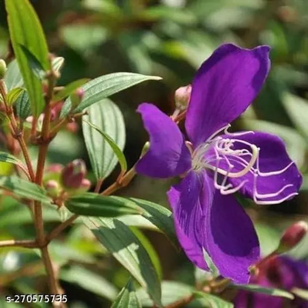 Tibouchina_Urvilleana_Begum_Bahar_flower_plant_(Pack_of_1_)