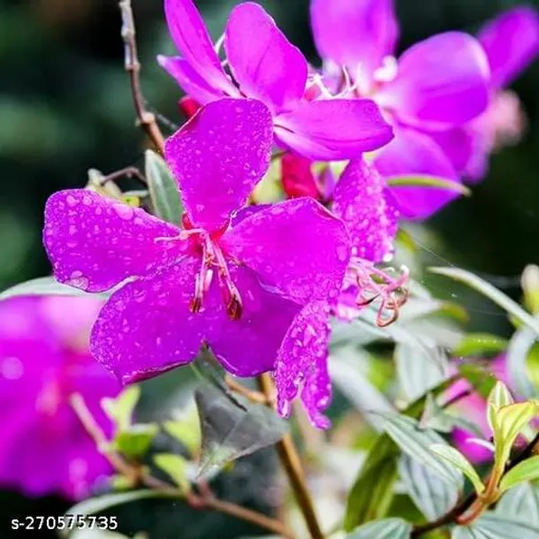 Tibouchina_Urvilleana_Begum_Bahar_flower_plant_(Pack_of_1_)
