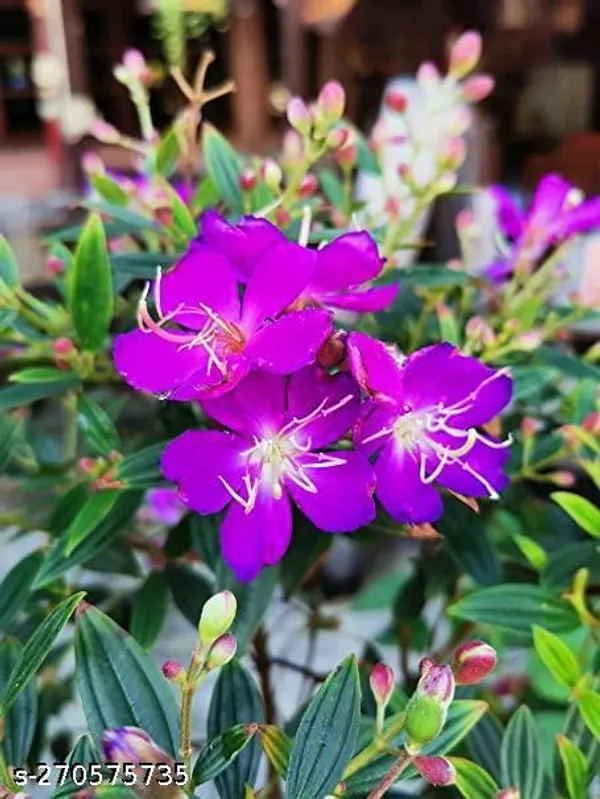 Tibouchina_Urvilleana_Begum_Bahar_flower_plant_(Pack_of_1_)