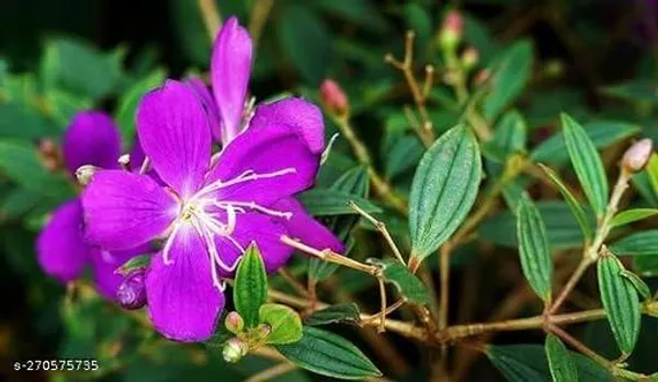 Tibouchina_Urvilleana_Begum_Bahar_flower_plant_(Pack_of_1_)