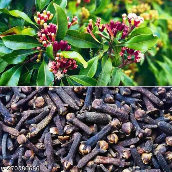 Clove_plant(Indian_massala)