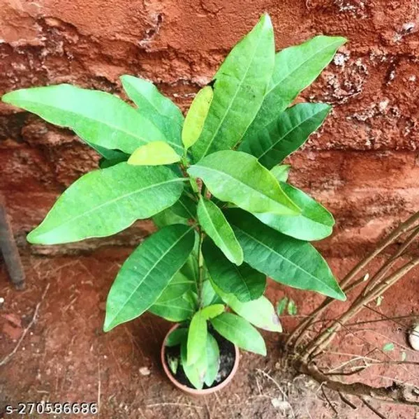 Clove_plant(Indian_massala)