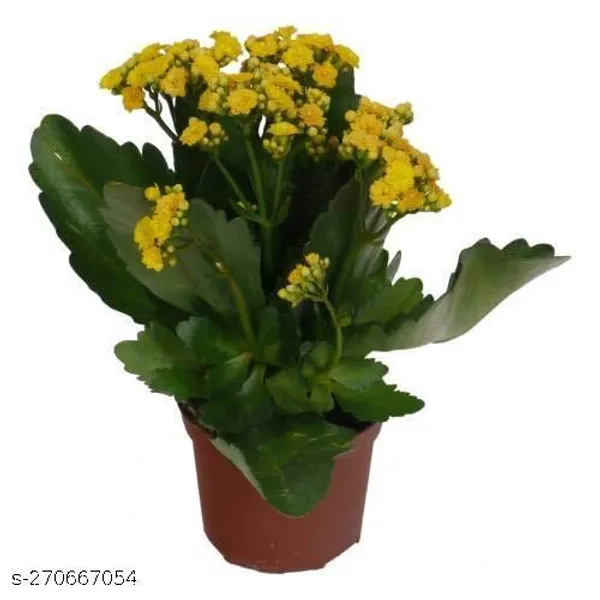 Yellow_kalanchoe_plant_(Pack_of_1_)