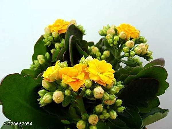 Yellow_kalanchoe_plant_(Pack_of_1_)