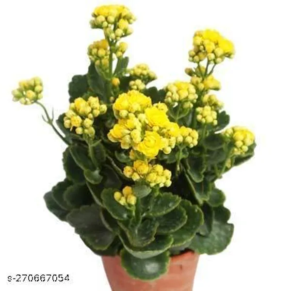 Yellow_kalanchoe_plant_(Pack_of_1_)