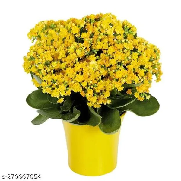 Yellow_kalanchoe_plant_(Pack_of_1_)