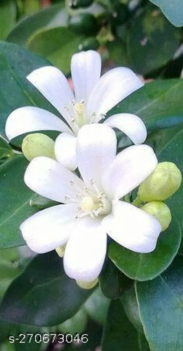 Madhu_kamini_flower_plant