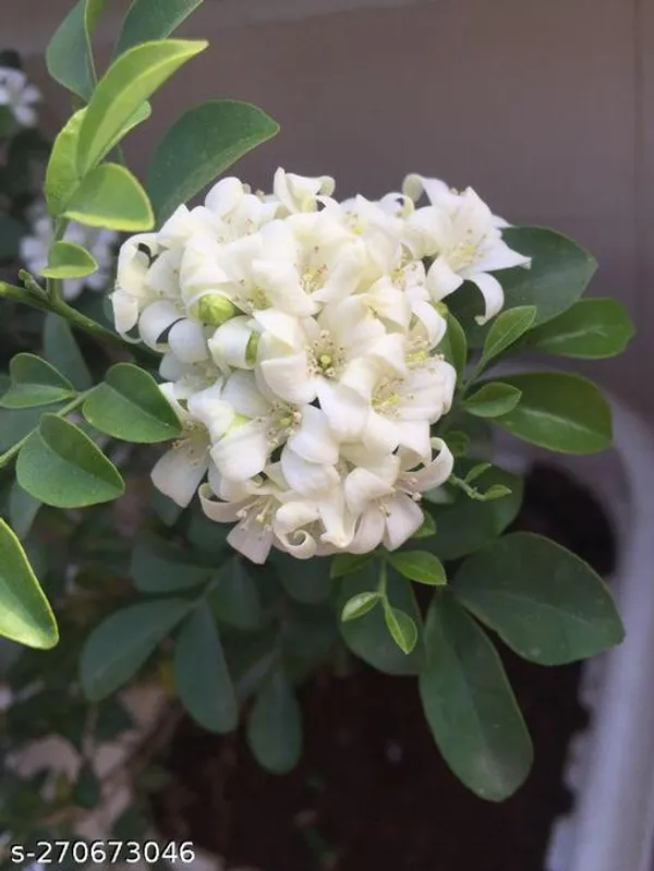 Madhu_kamini_flower_plant