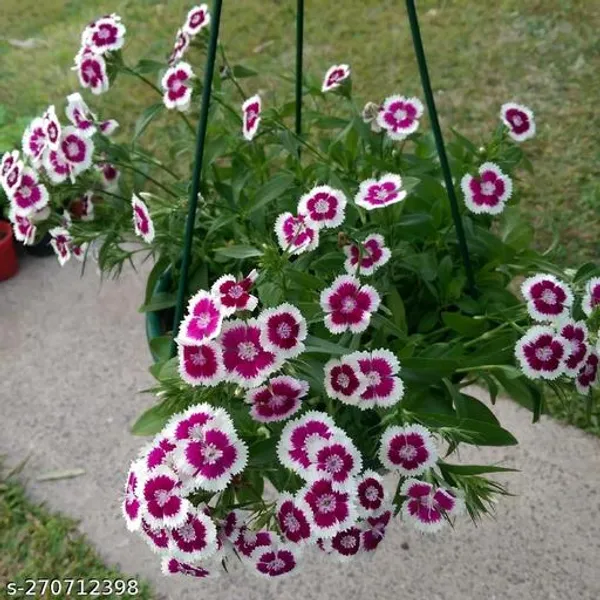 pin_and_white_Dianthus_flower_plant