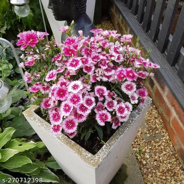 pin_and_white_Dianthus_flower_plant