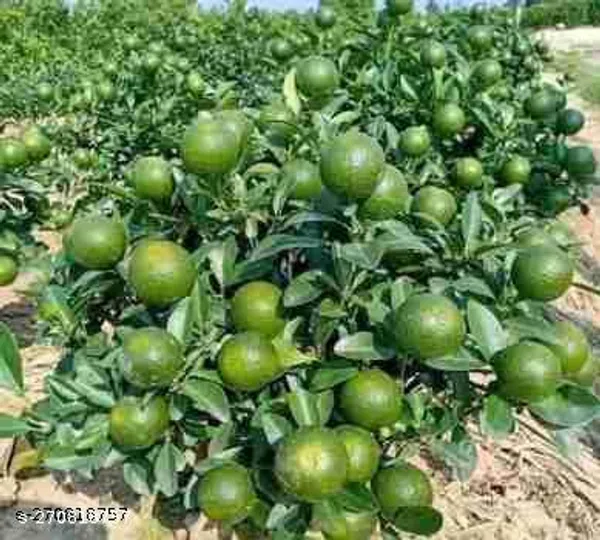 Mosambi_hybrid_all_time_sweet_plant_grafted
