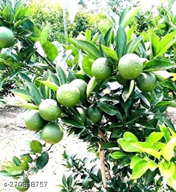 Mosambi_hybrid_all_time_sweet_plant_grafted