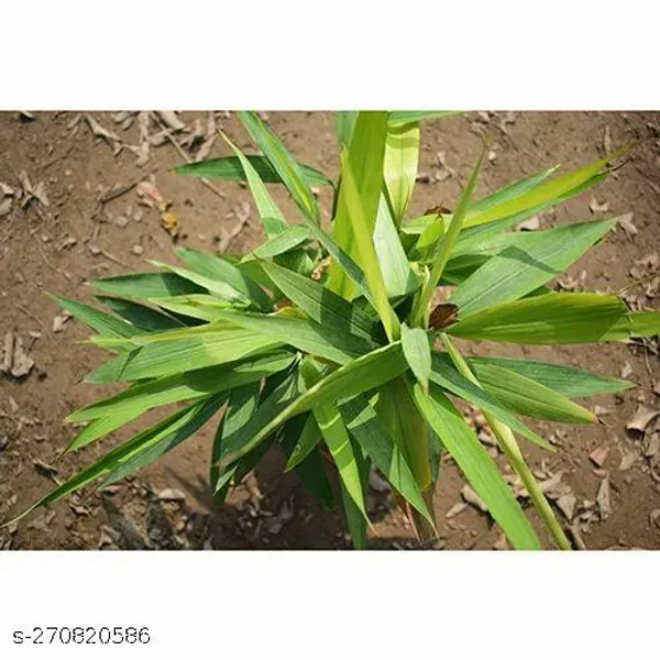 Elaichi_/_cardamom_plant