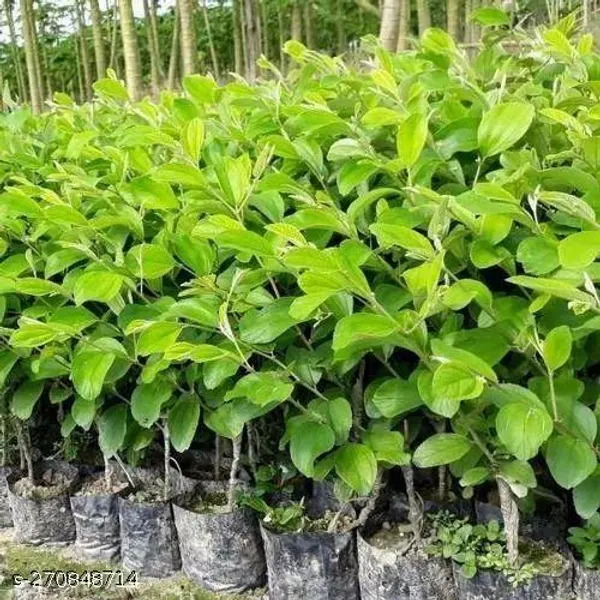 Ber_sweet_plant