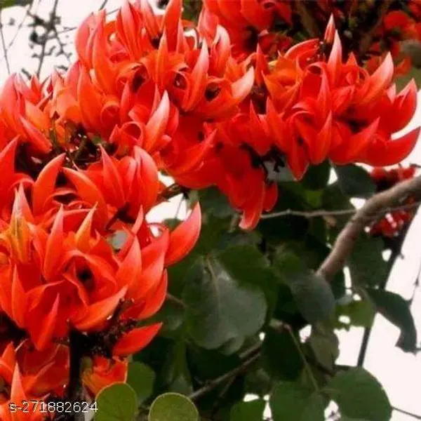 Palash_Flower_plant_grafted