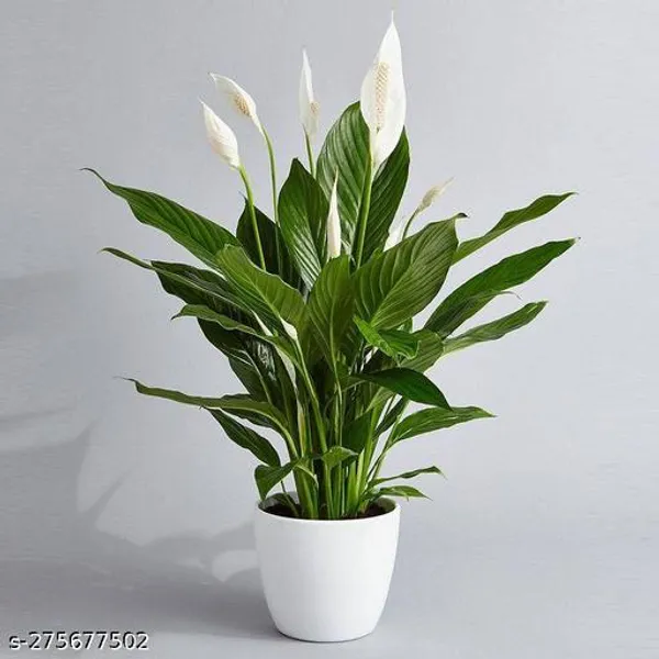 Pece_Lily_Flower_plant