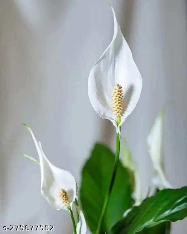 Pece_Lily_Flower_plant