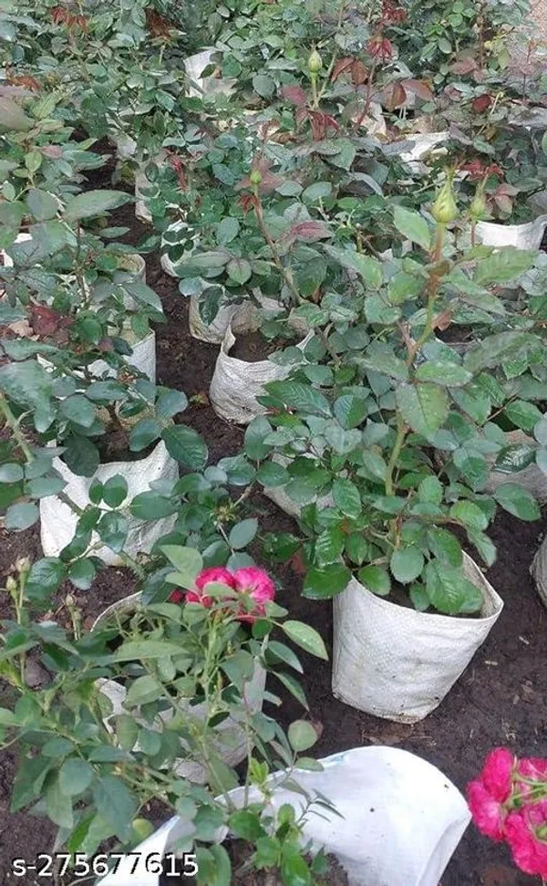 Soma_Nursery_Blue_Nilkanta_/_Aparajita_Flower_Plant_(Pack_of_1_)