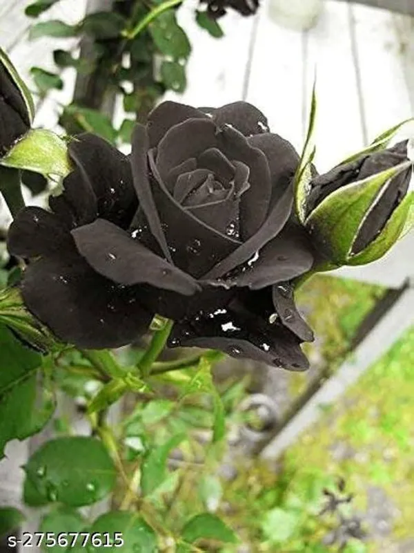 Soma_Nursery_Blue_Nilkanta_/_Aparajita_Flower_Plant_(Pack_of_1_)