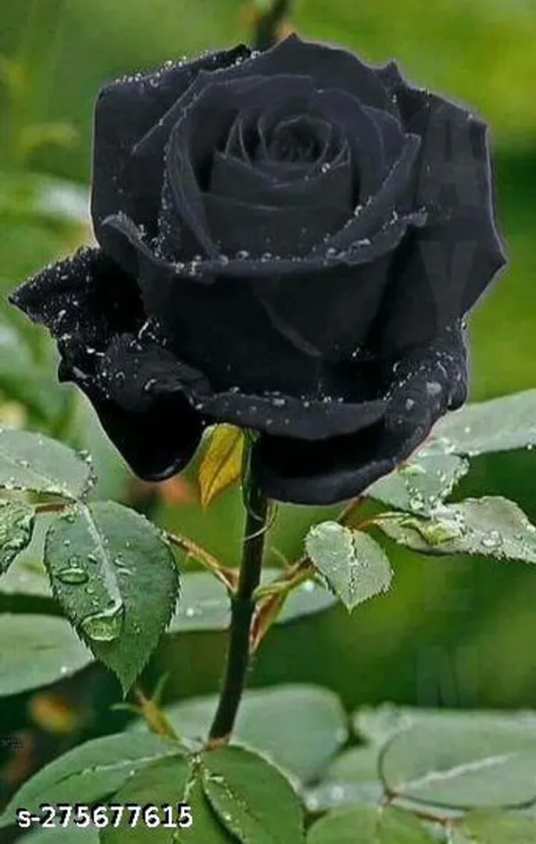Soma_Nursery_Blue_Nilkanta_/_Aparajita_Flower_Plant_(Pack_of_1_)