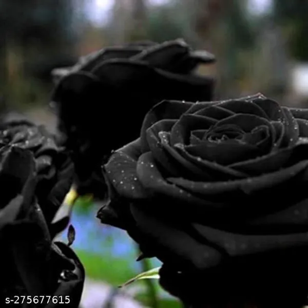 Soma_Nursery_Blue_Nilkanta_/_Aparajita_Flower_Plant_(Pack_of_1_)
