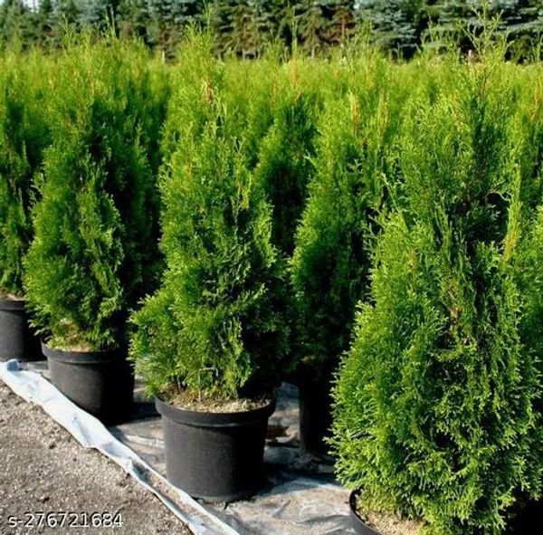 Tuja_jhau_plant