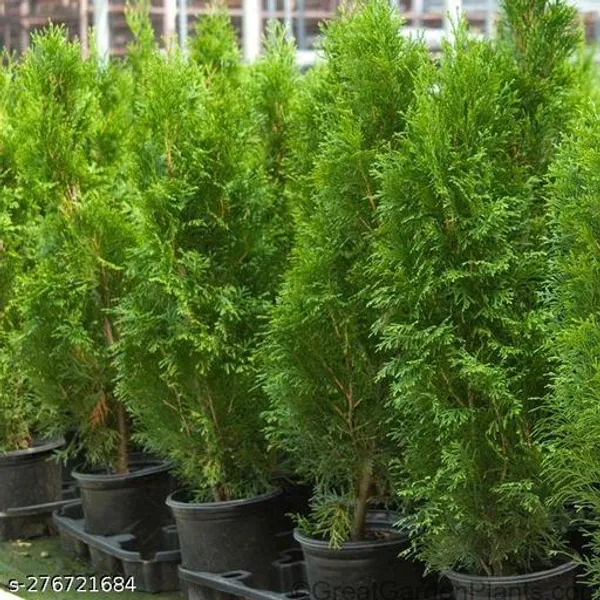 Tuja_jhau_plant