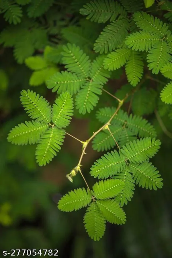 Shami_jand_plant