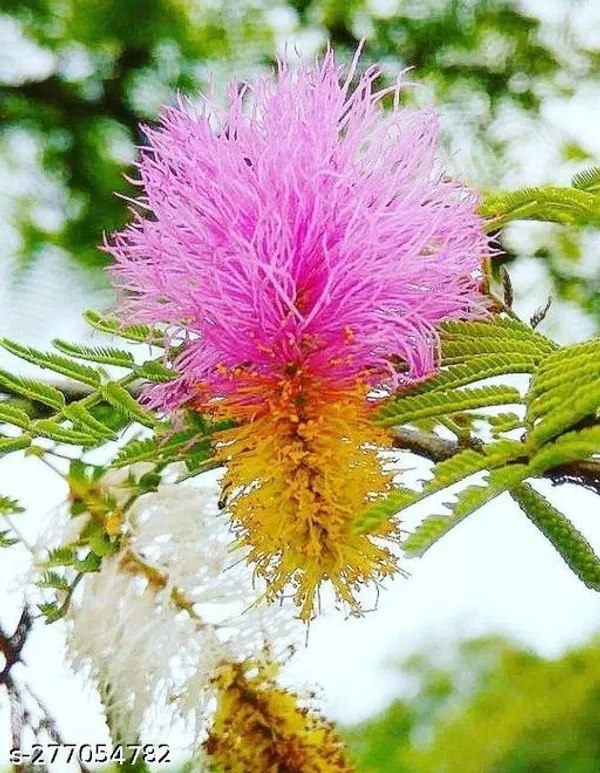 Shami_jand_plant