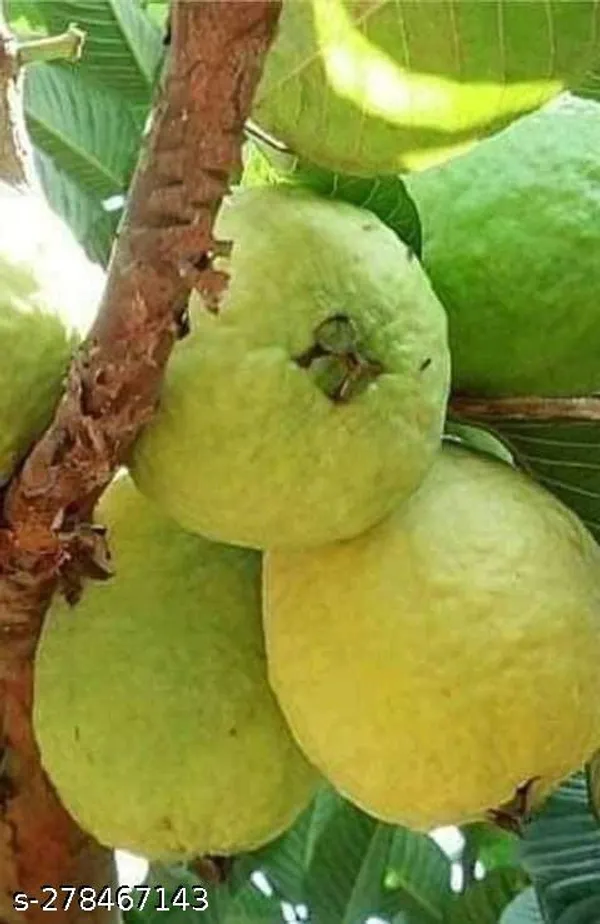 Guava_plant_hybrid
