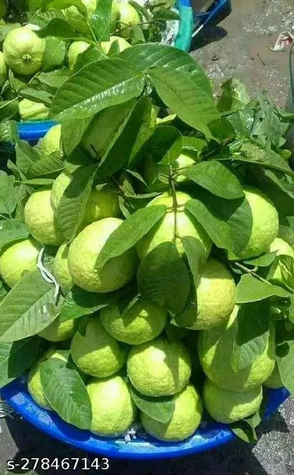 Guava_plant_hybrid