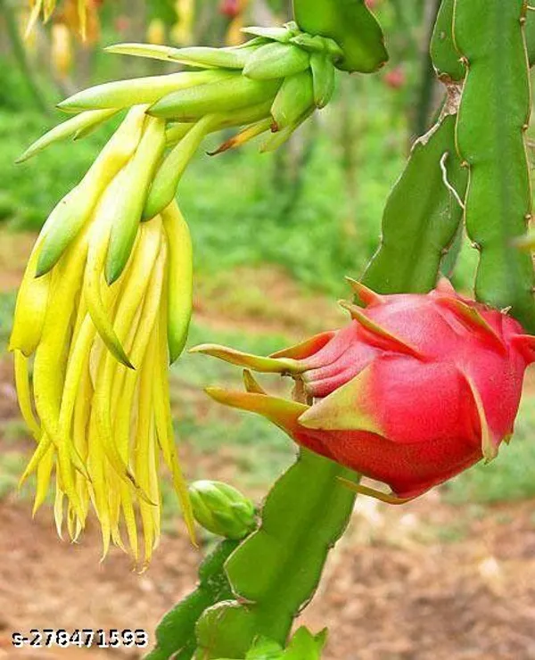 Dragon_fruit_plant